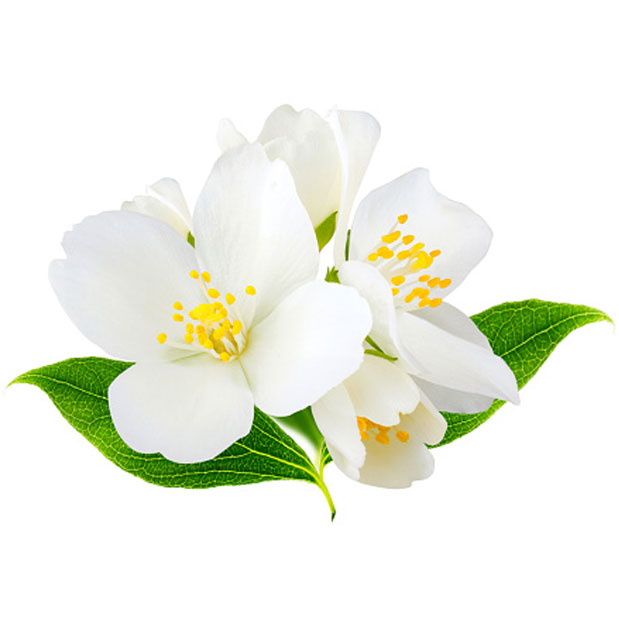 jasmine ingredients
